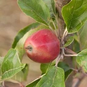 Hangy Down Cider Apple Tree (Malus domestica Hangy Down) 2